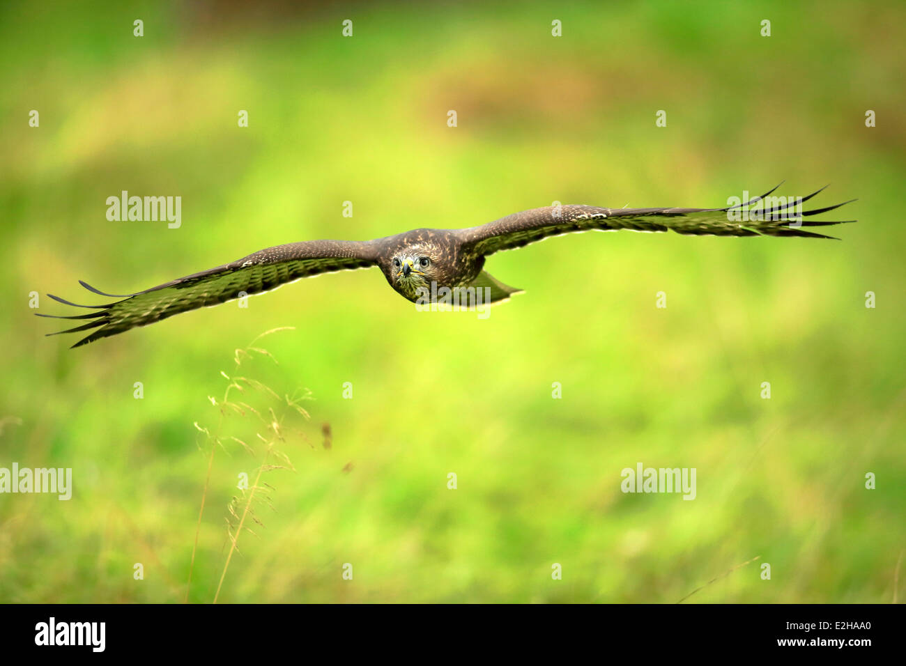 Bussard (Buteo Buteo), Erwachsene, während des Fluges, Eifel, Deutschland Stockfoto