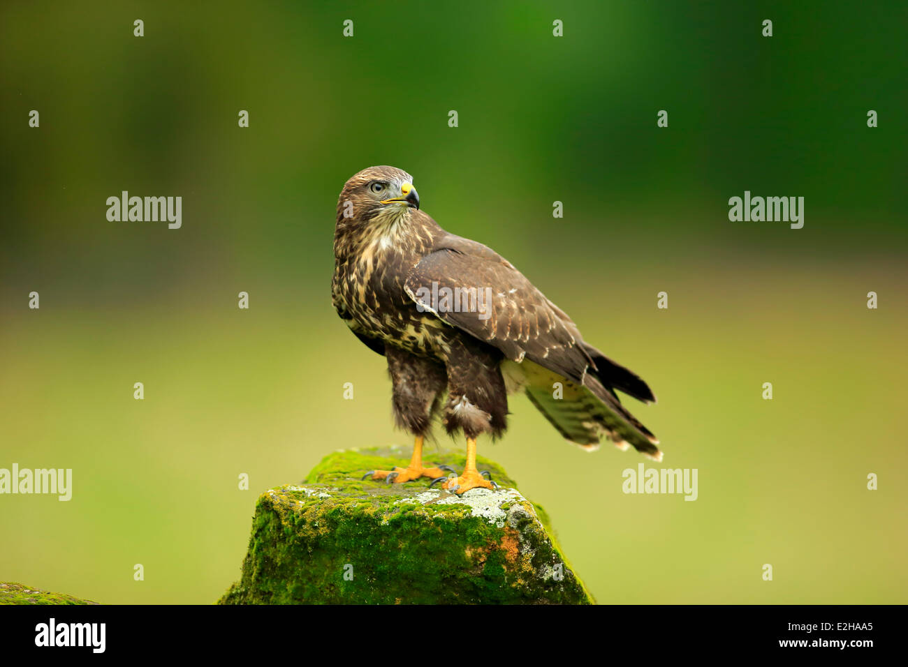 Bussard (Buteo Buteo) Erwachsene, auf Barsch, Eifel, Deutschland Stockfoto