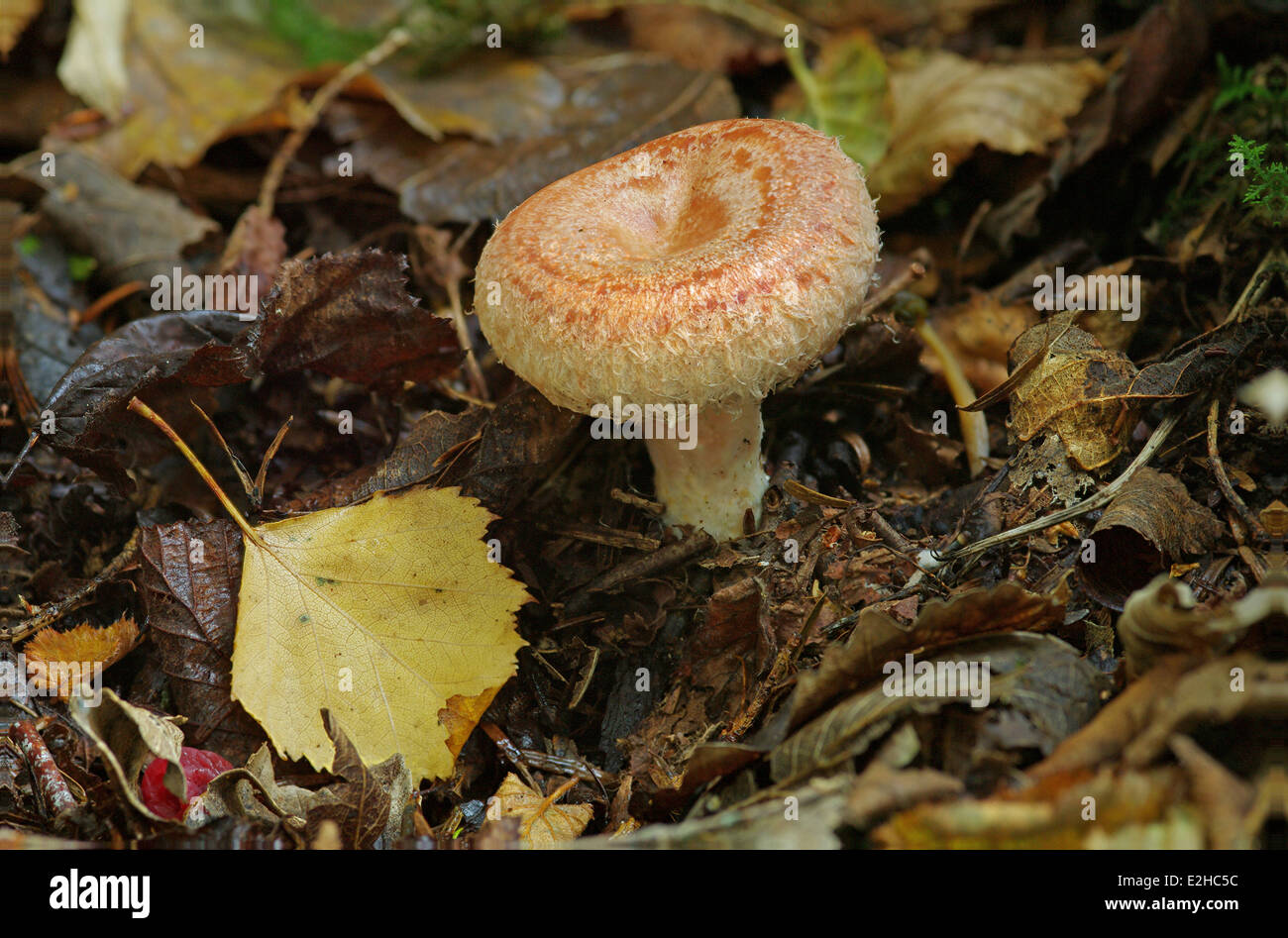 Lactarius torminosus Stockfoto