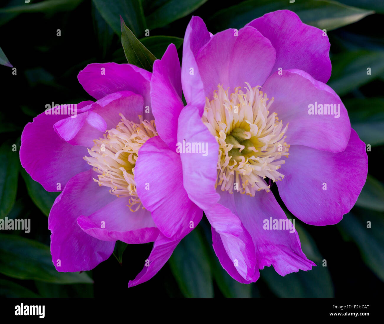 Zwei lila rosa Pfingstrosen Nahaufnahme Peonia Stockfoto