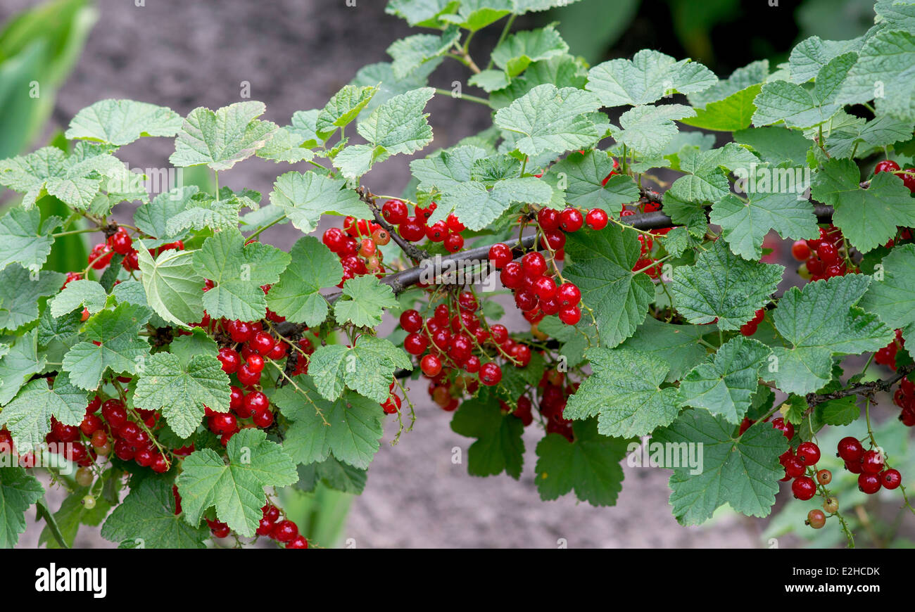Rote Johannisbeere fruchttragenden Ribes rubrum Stockfoto