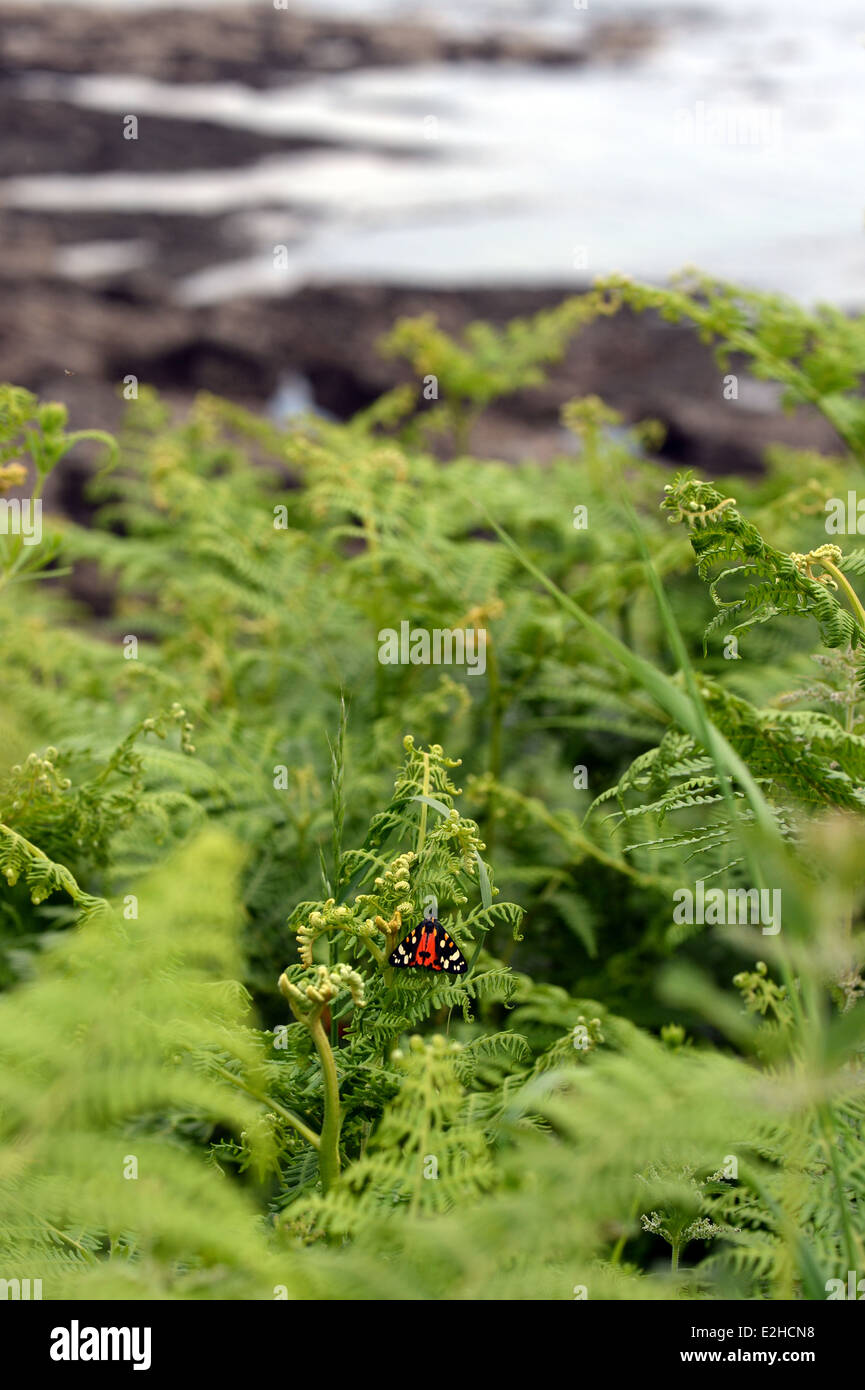 Scharlachrote Tiger Moth Art Dominula auf Bracken Coast Path Wales The Gower Stockfoto