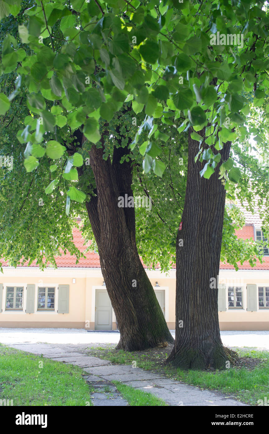Alten Kalk Bäume Tilia cordata Stockfoto