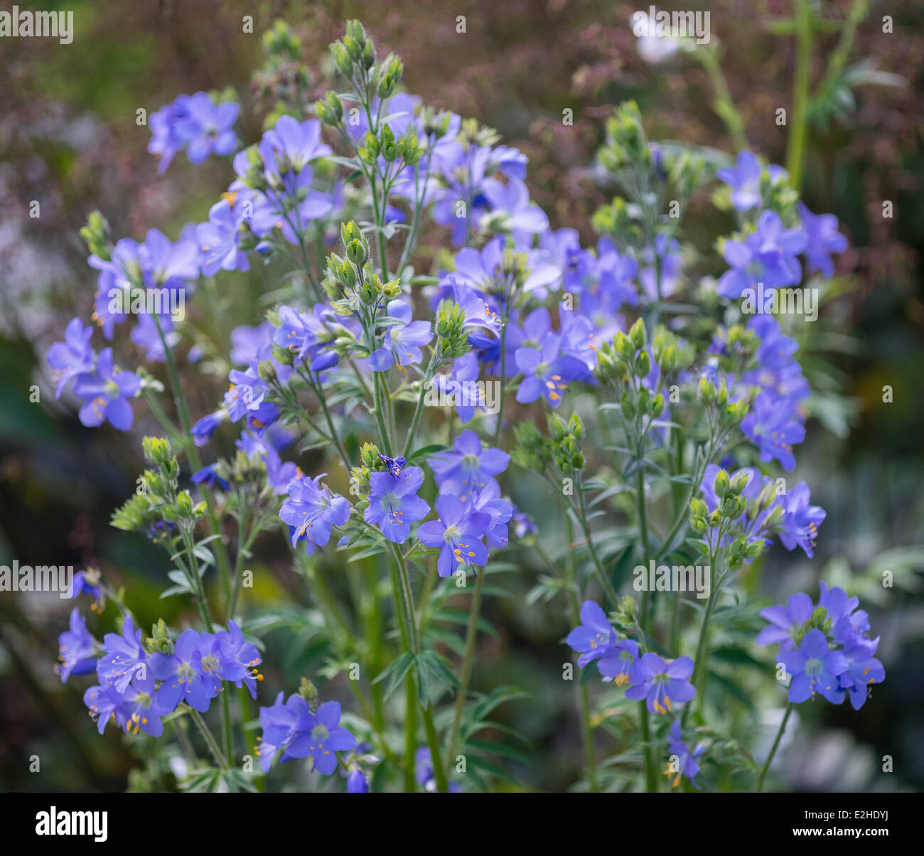 Die Jakobsleiter griechischen Baldrian Blumen Polemonium caeruleum Stockfoto