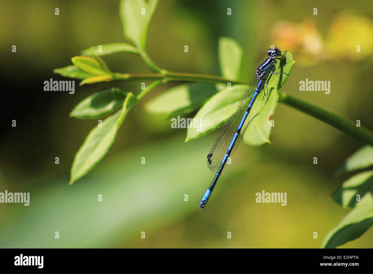 Azure damselfly Stockfoto