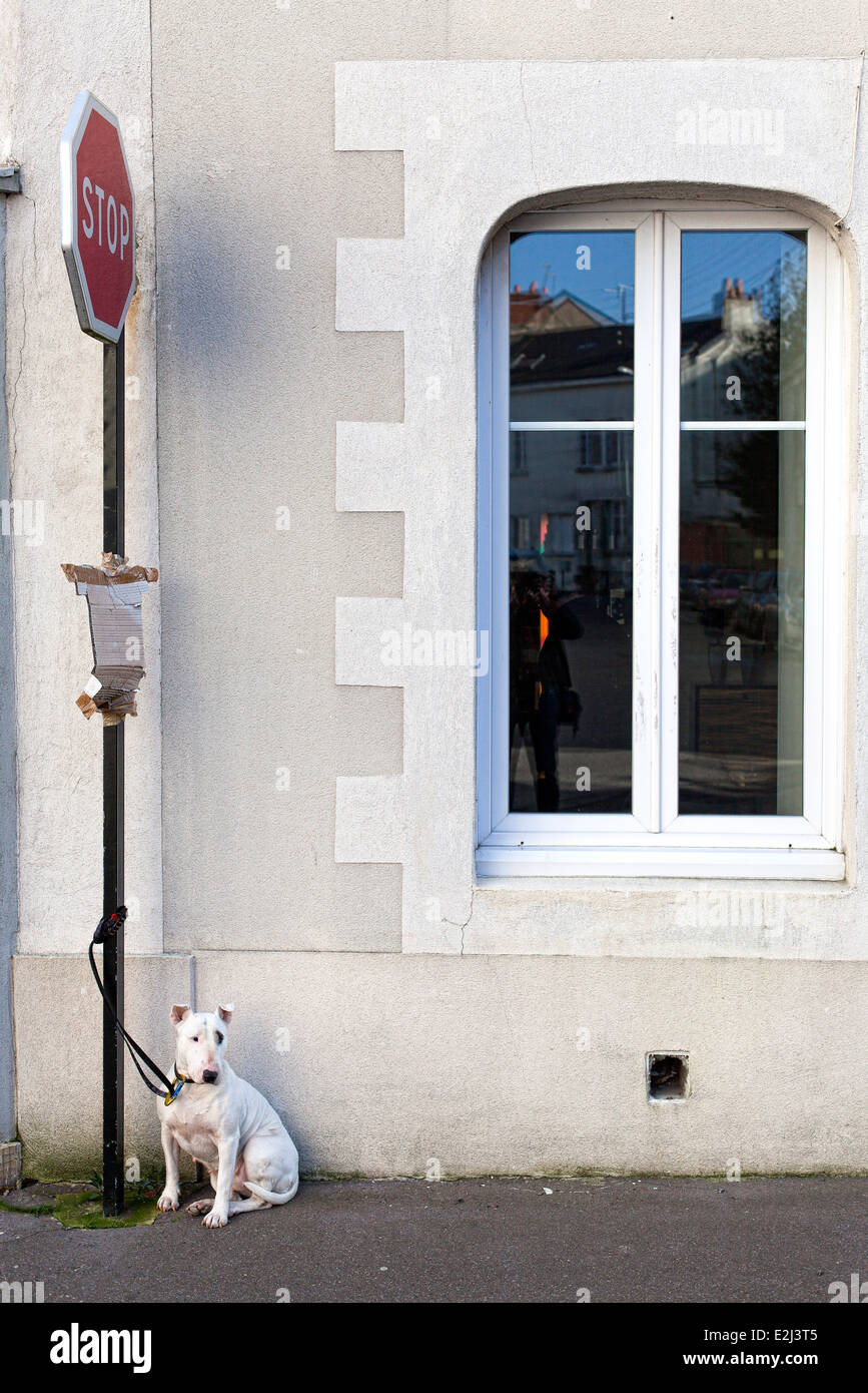 Hund gebunden, Zeichen außerhalb des Gebäudes zu stoppen Stockfoto