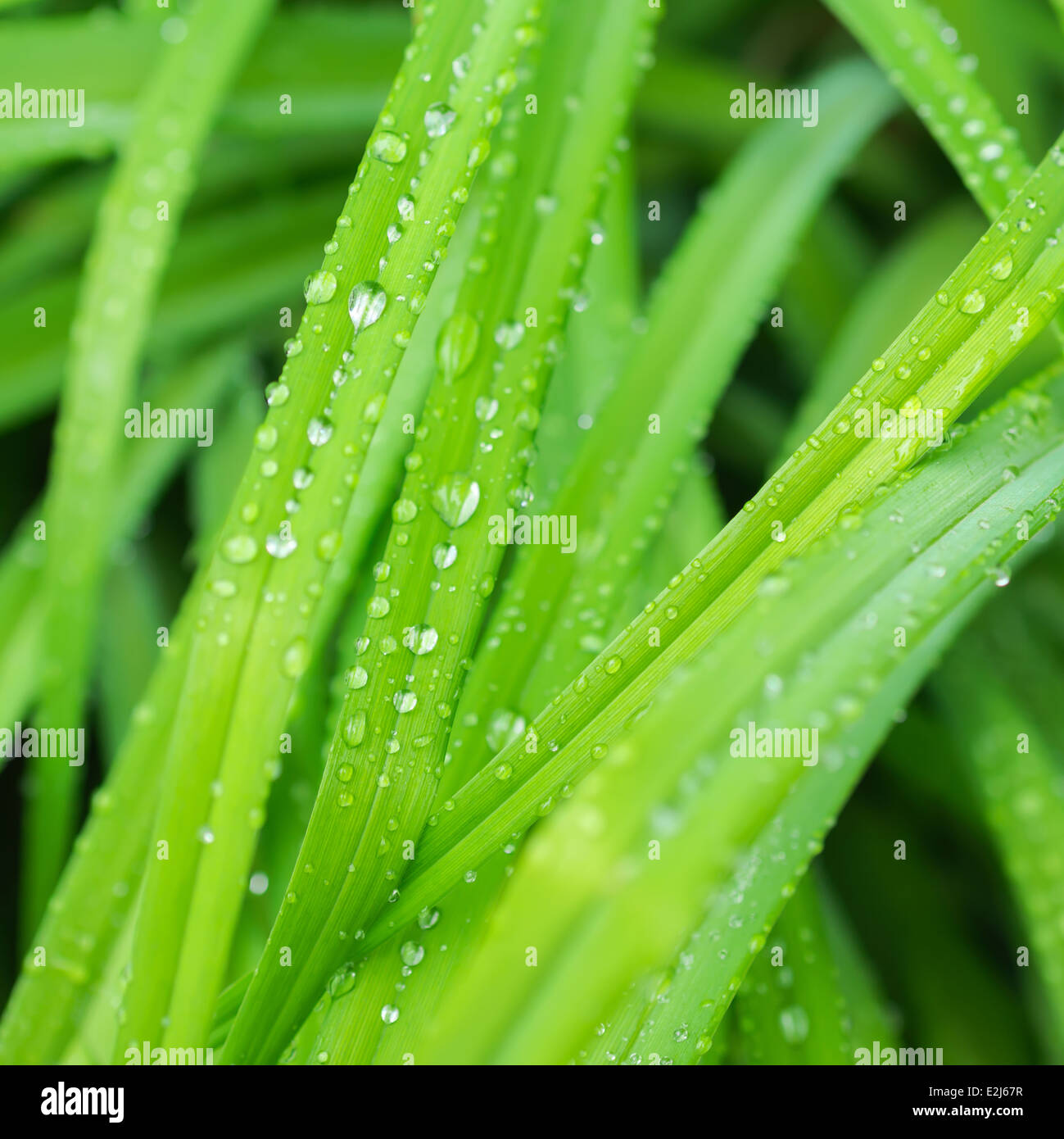 Schönes, grünes Blatt mit Tropfen des Wassers in der Natur Stockfoto