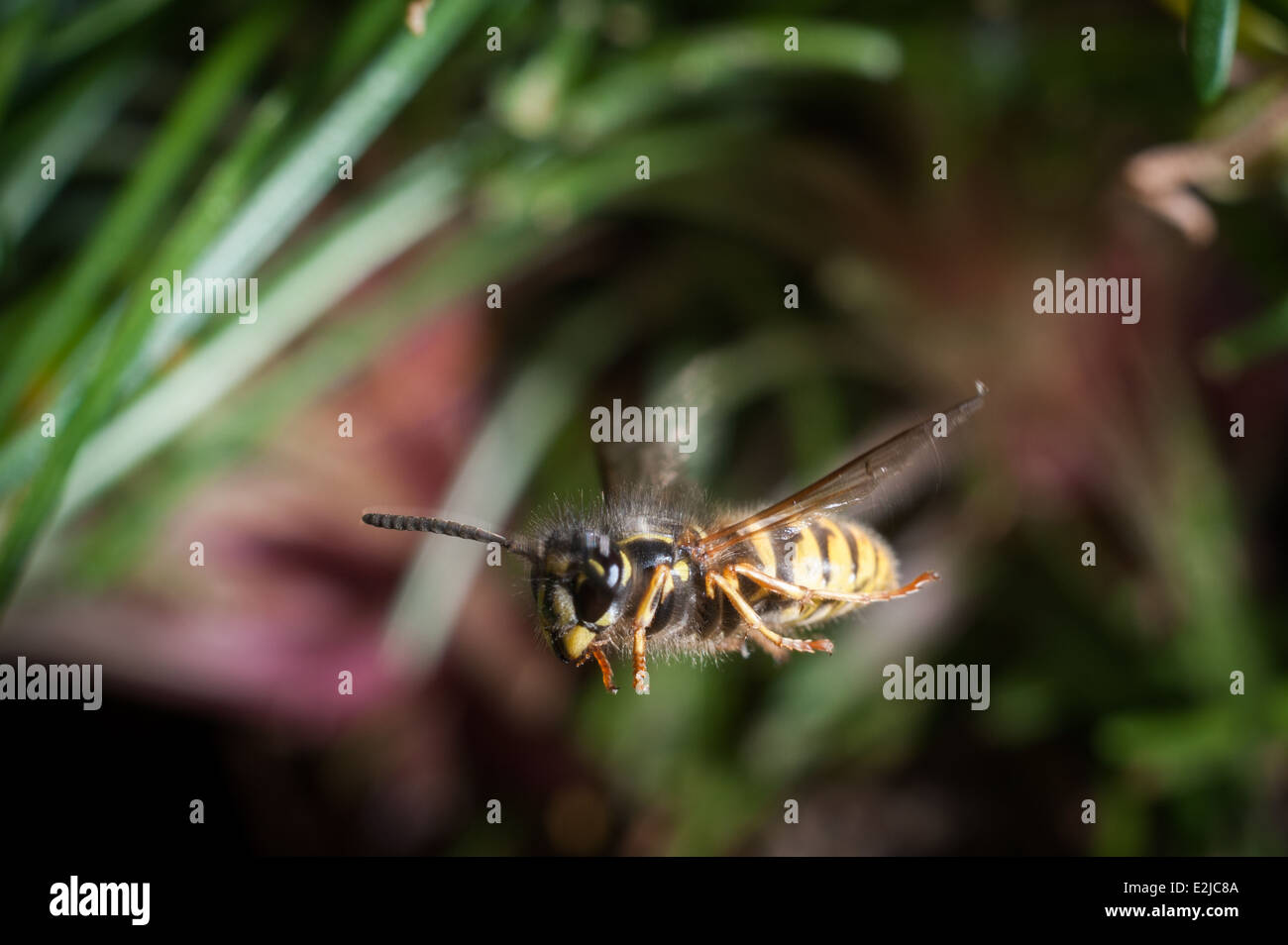 Gemeine Wespe, Vespula vulgaris, in einem Garten in Exeter, Devon, Großbritannien. Stockfoto