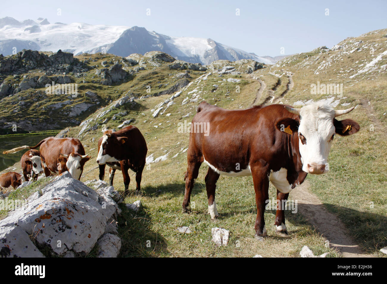 Kühe in der Nähe von einem See, auf le Plateau d Emparis, Massif de l Oisans, in der Nähe des Naturparks von Les Ecrins, Isere, Rhone-Alpes, Frankreich Stockfoto