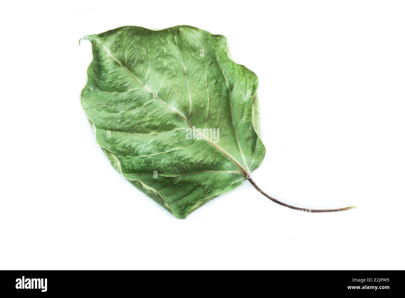 getrocknete Bodhi Baum Blatt isoliert auf weißem Hintergrund Stockfoto