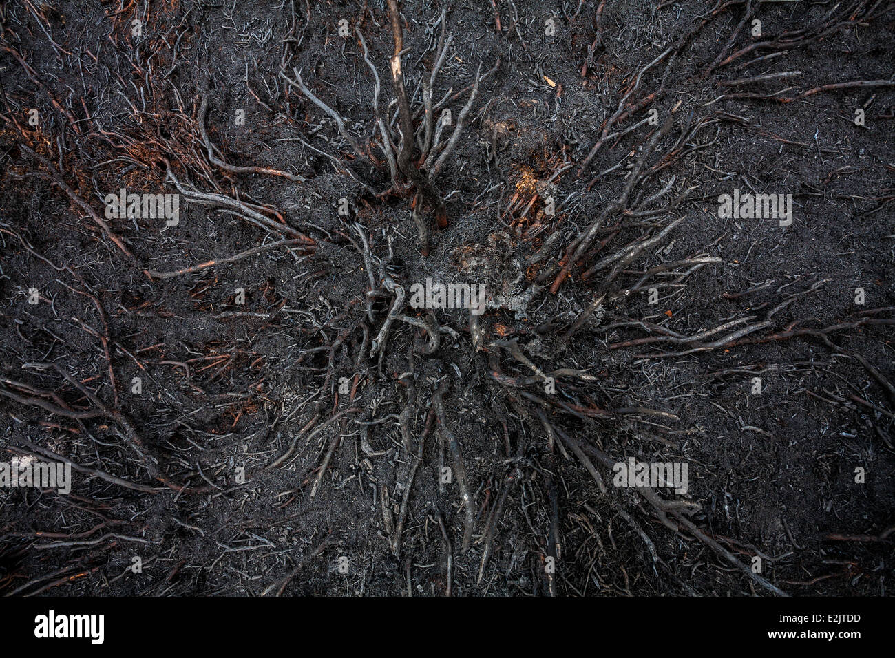 Verkohlte Wurzeln und Boden nach brushfire Stockfoto