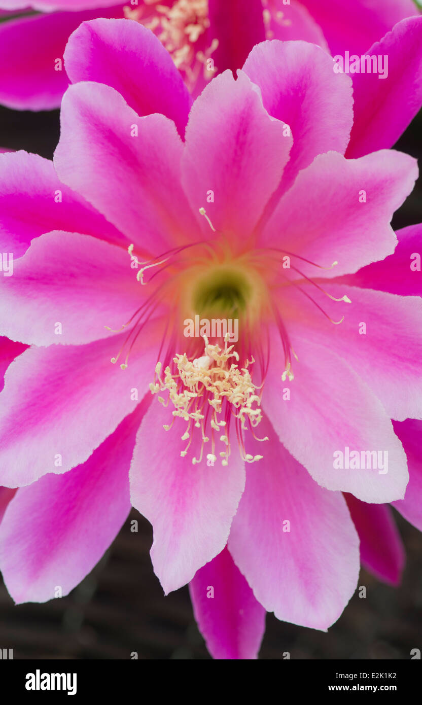 Kaktus: Epiphyllum 'Pegasus'.  Blume Stockfoto