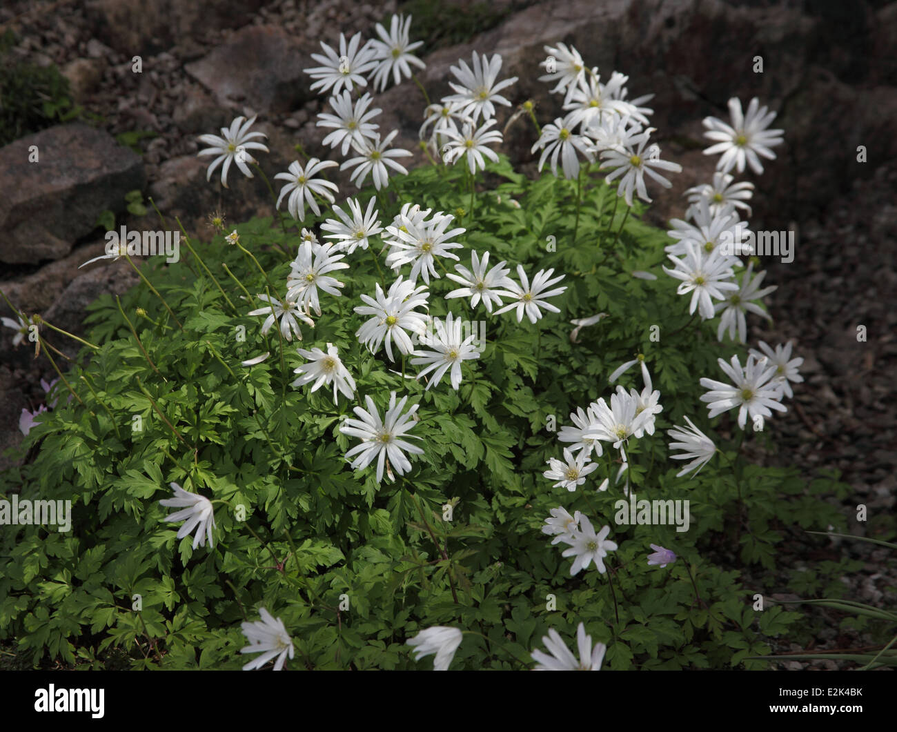 Anemone Blanda "Weiße Pracht" Pflanzen in Blüte Stockfoto