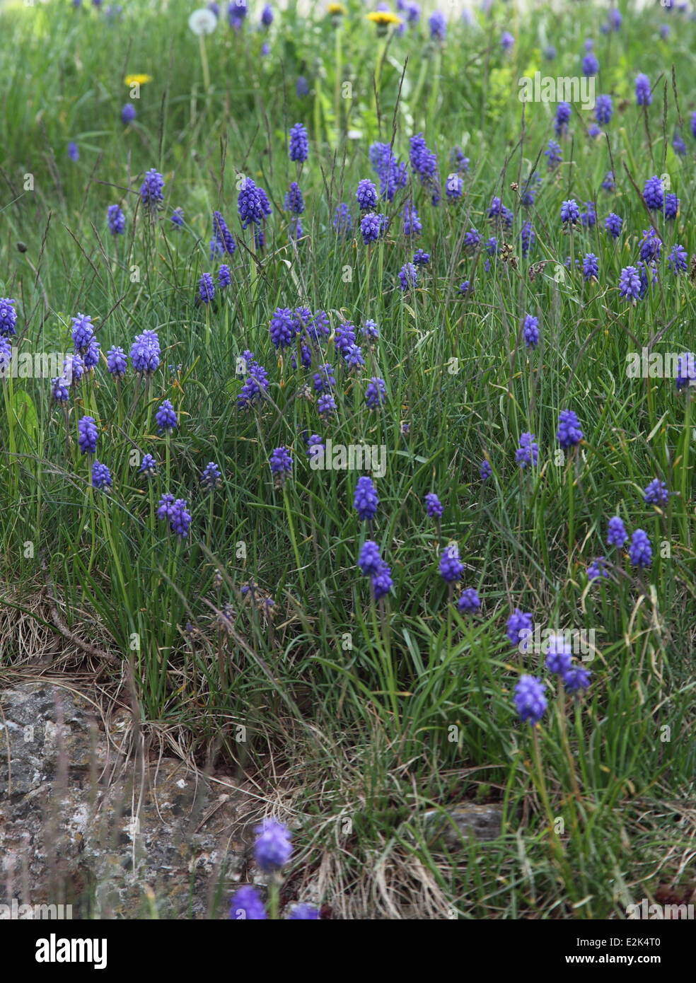 Muscari Armeniacum Trauben Hyazinthe Pflanzen in Blüte im Rasen Stockfoto