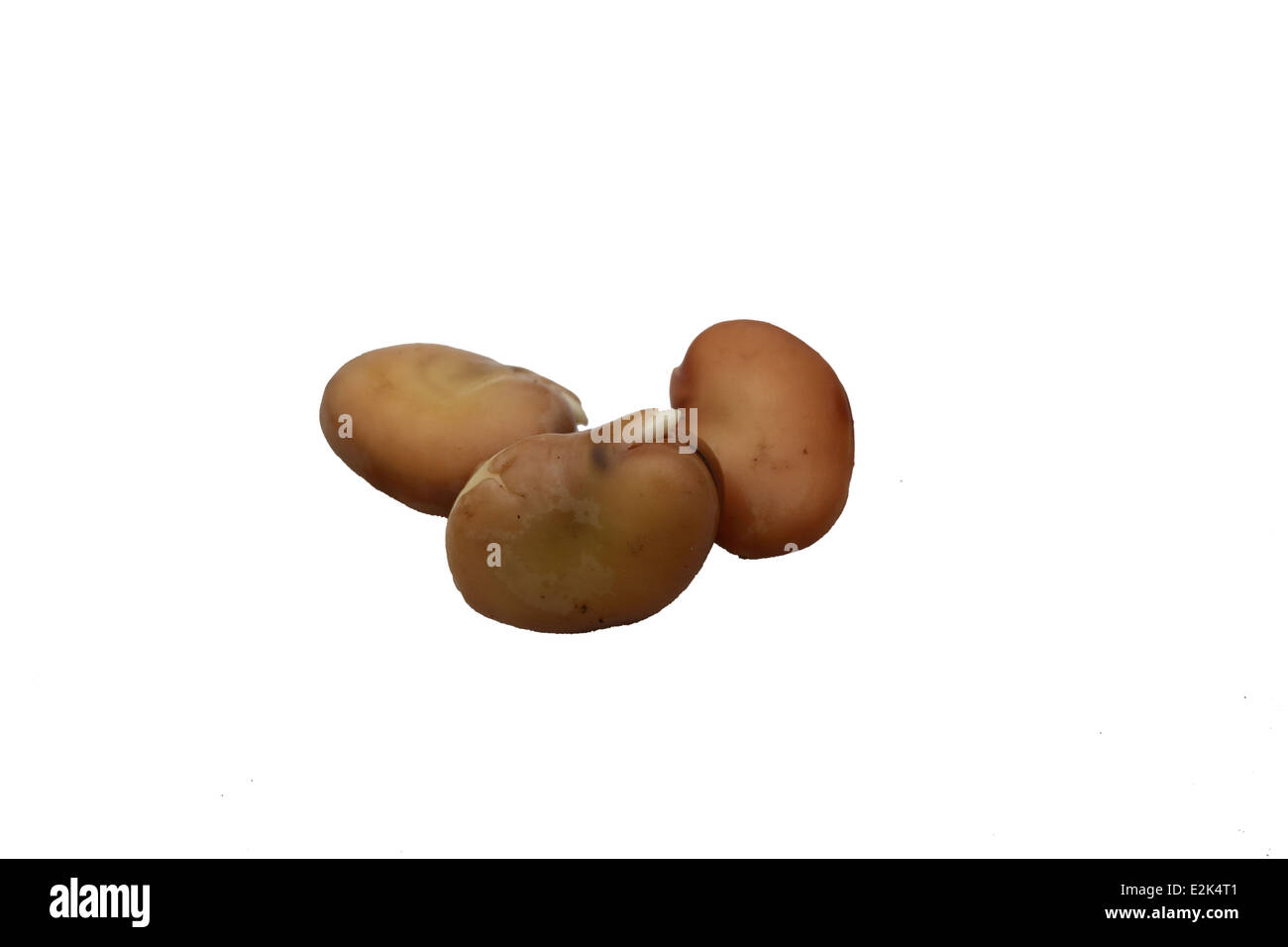 Pre Germinatied Saubohne Samen nach 2 Tagen zeigt Wurzelbildung Stockfoto