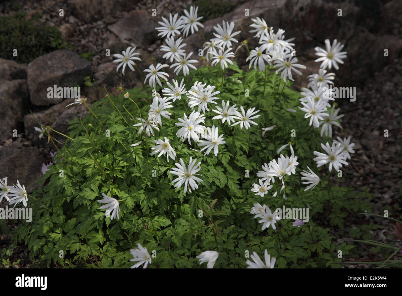 Anemone Blanda "Weiße Pracht" Pflanze in Blüte Stockfoto