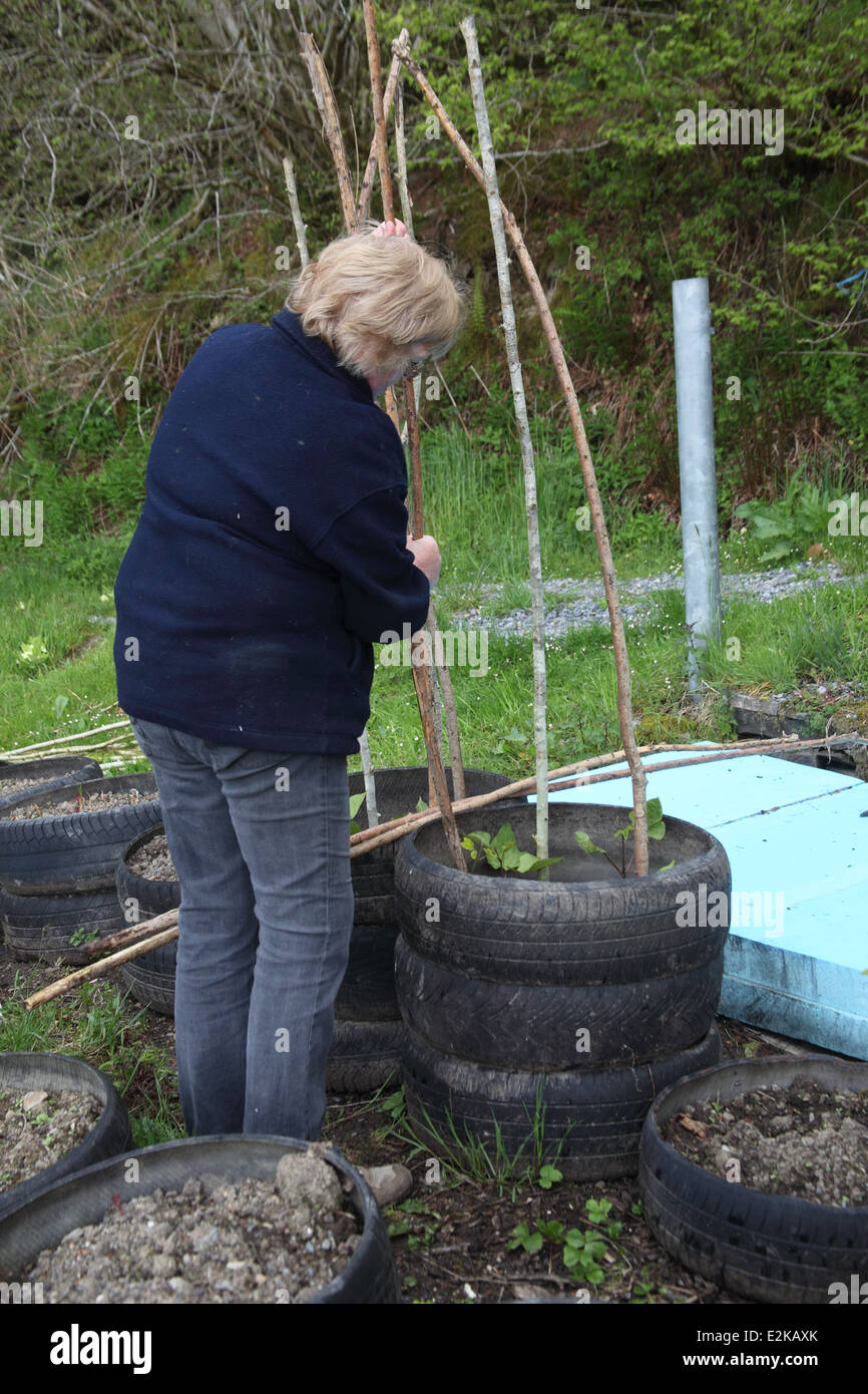 Wachsende Stangenbohnen im Reifen stecken Sie einen Pol pro Pflanze Stockfoto