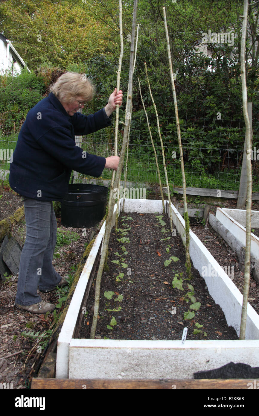 Wachsende Stangenbohnen Schritt Abstecken der Pflanzen Stockfoto