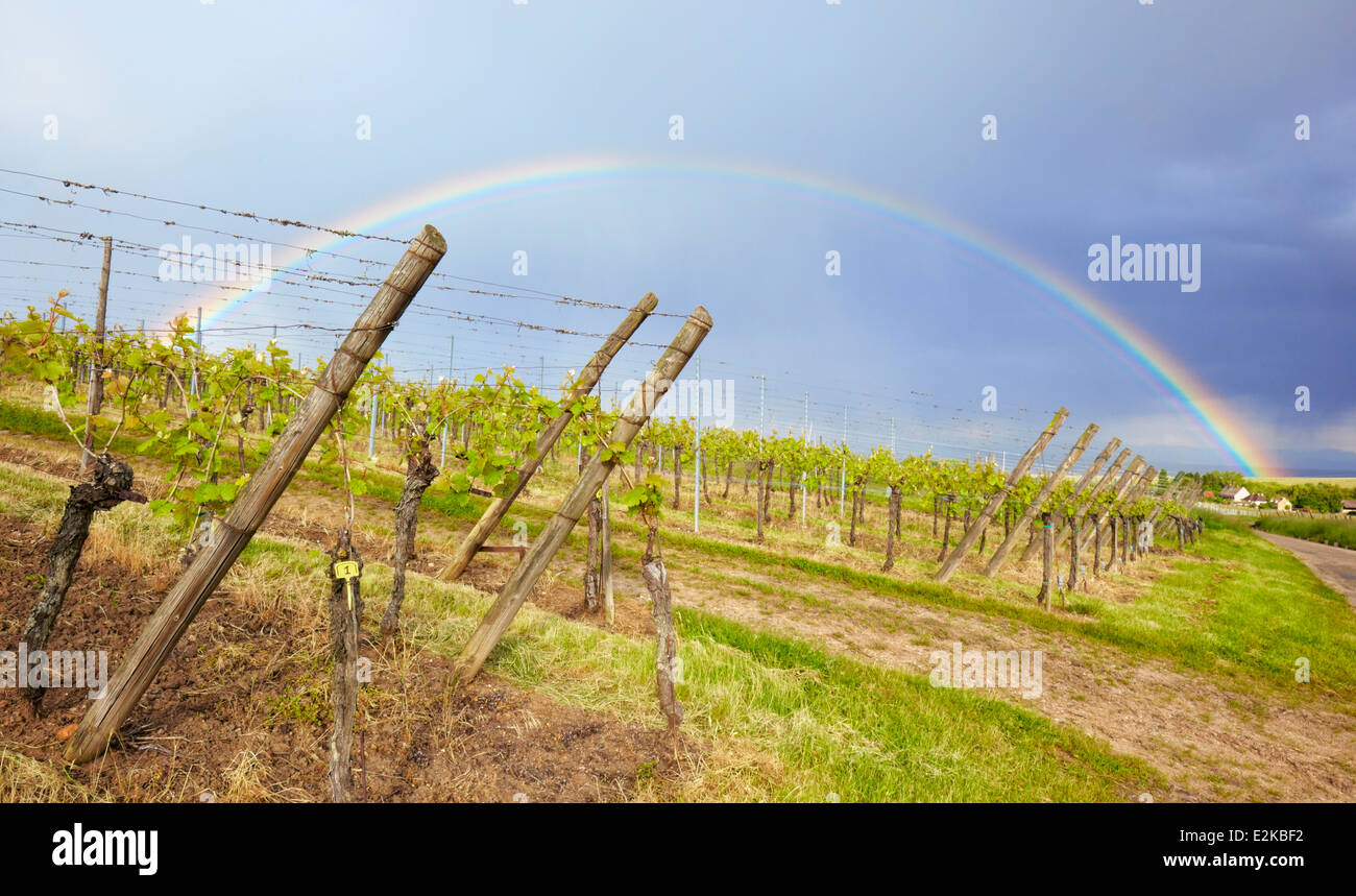 Regenbogen über Weinberge in Hunawihr. Elsass, Frankreich, Europa. Stockfoto