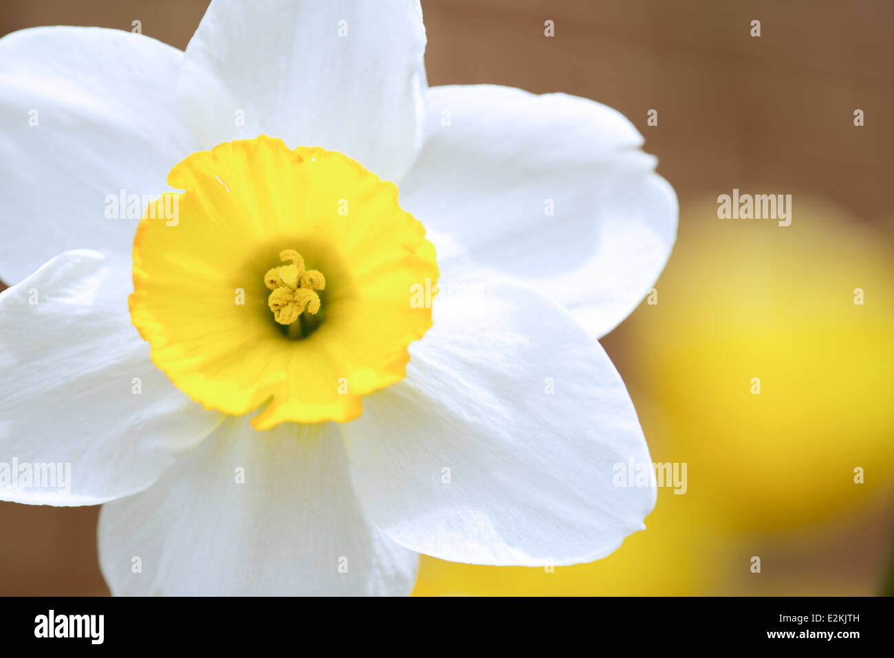 Nahaufnahme von Narzissenblüte | OHNE DATUM — Eine Narzisse, Narcissus, öffnet ihre weiß-gelbe Blüte in Nahaufnahme, ihre Krone fängt weiches Licht in dieser Makro-Studie einer Frühlingsstaude ein. Narzissen gehören zur Familie der Amaryllidaceae und gehören zu den frühesten Zwiebelblumen, die jeden Frühling blühen und für ihre trompetenförmige Krone, die von sechs blattähnlichen Tepalen umgeben ist, geschätzt werden. Stockfoto