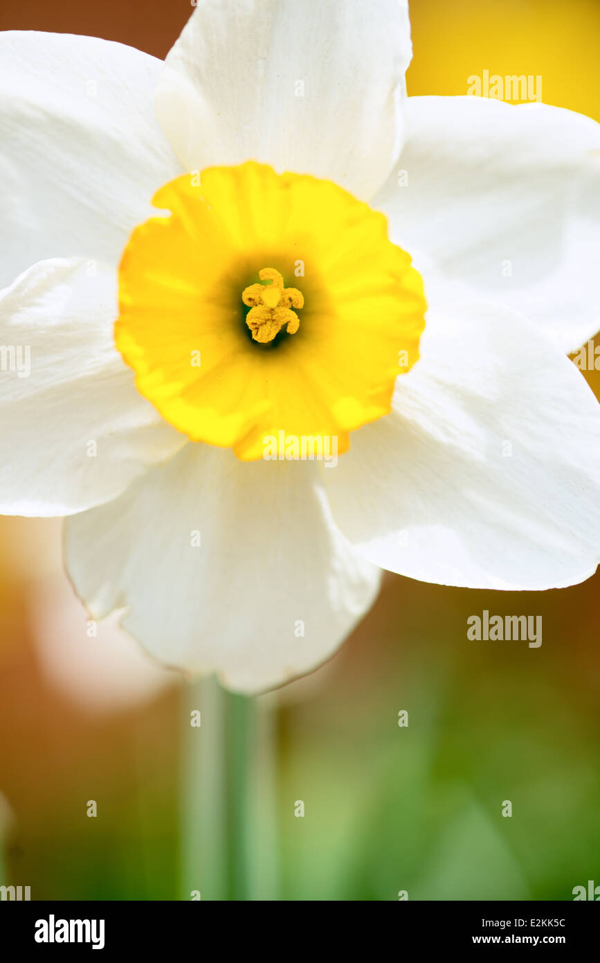 Narzissenblüte Makroaufnahme | UNDATED — Eine einzelne Narzissenblüte erhebt sich auf ihrem Stängel in dieser vertikalen Makrokomposition, ihre gelbe Krone und weißen Kelchblätter vor einem sanften grün-goldenen Hintergrund. Die Struktur der Blüte, eine trompetenförmige Krone, umgeben von sechs blattähnlichen Kelchblättern, ist charakteristisch für die Gattung Narcissus und ihre vielen kultivierten Sorten. Stockfoto