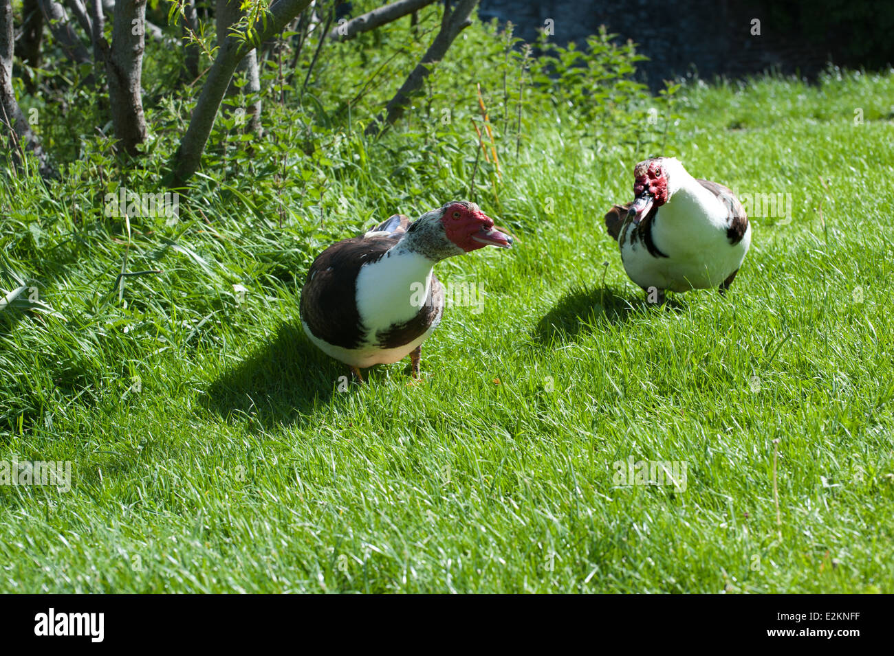 Die Barbarie-Ente, Wandern auf dem grünen Rasen. Lat Namen Cairina moschata Stockfoto