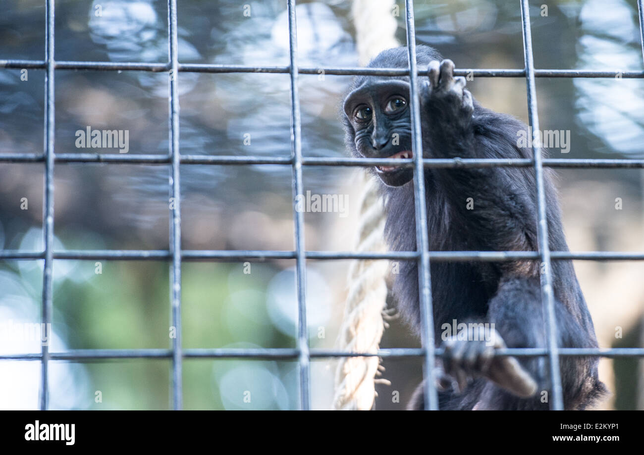 Süße lustige schwarze Makaken. Der Londoner Zoo am Abend. Juni 2014. Regents Park. Stockfoto