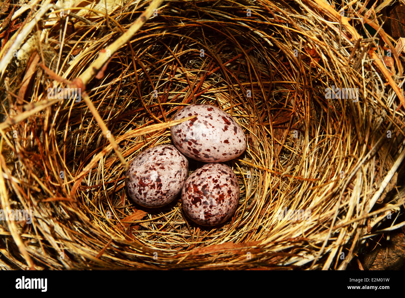 Songbird Nest mit drei Eiern Stockfoto