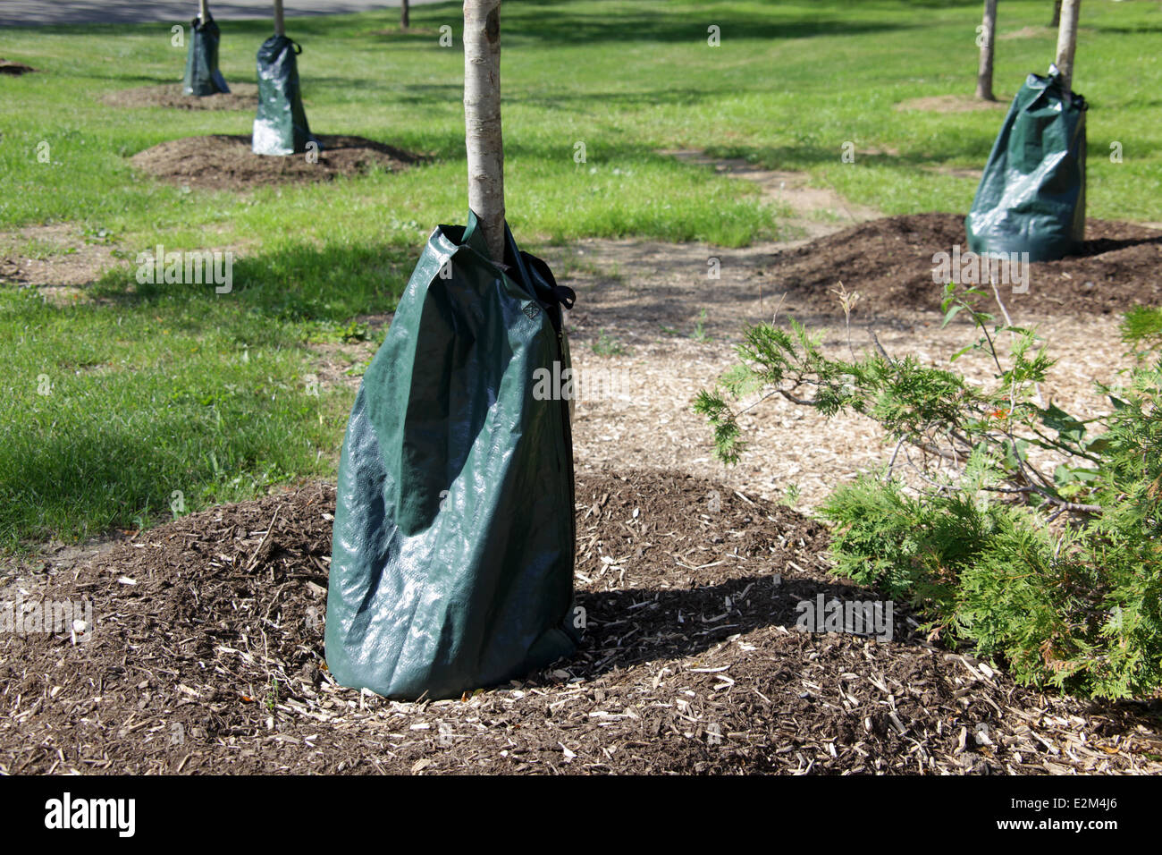 Neu gepflanzte Jungbäume mit langsamer Freisetzung Bewässerung Tasche, New York, USA, 18. Juni 2014, © Katharine Andriotis Stockfoto