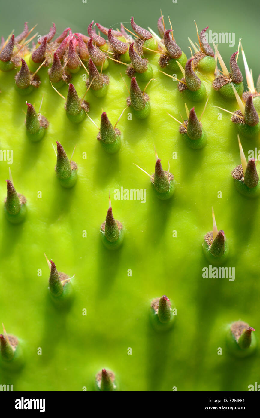 Young-Sabra Pflanzenblattes Stockfoto