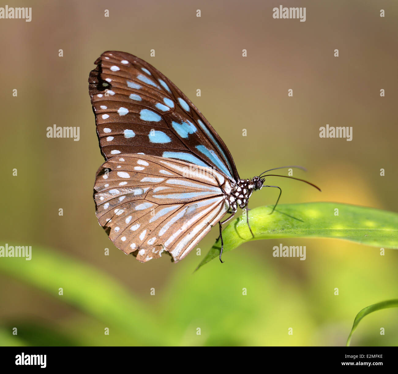 schöne exotische Schmetterling auf Blatt Stockfoto