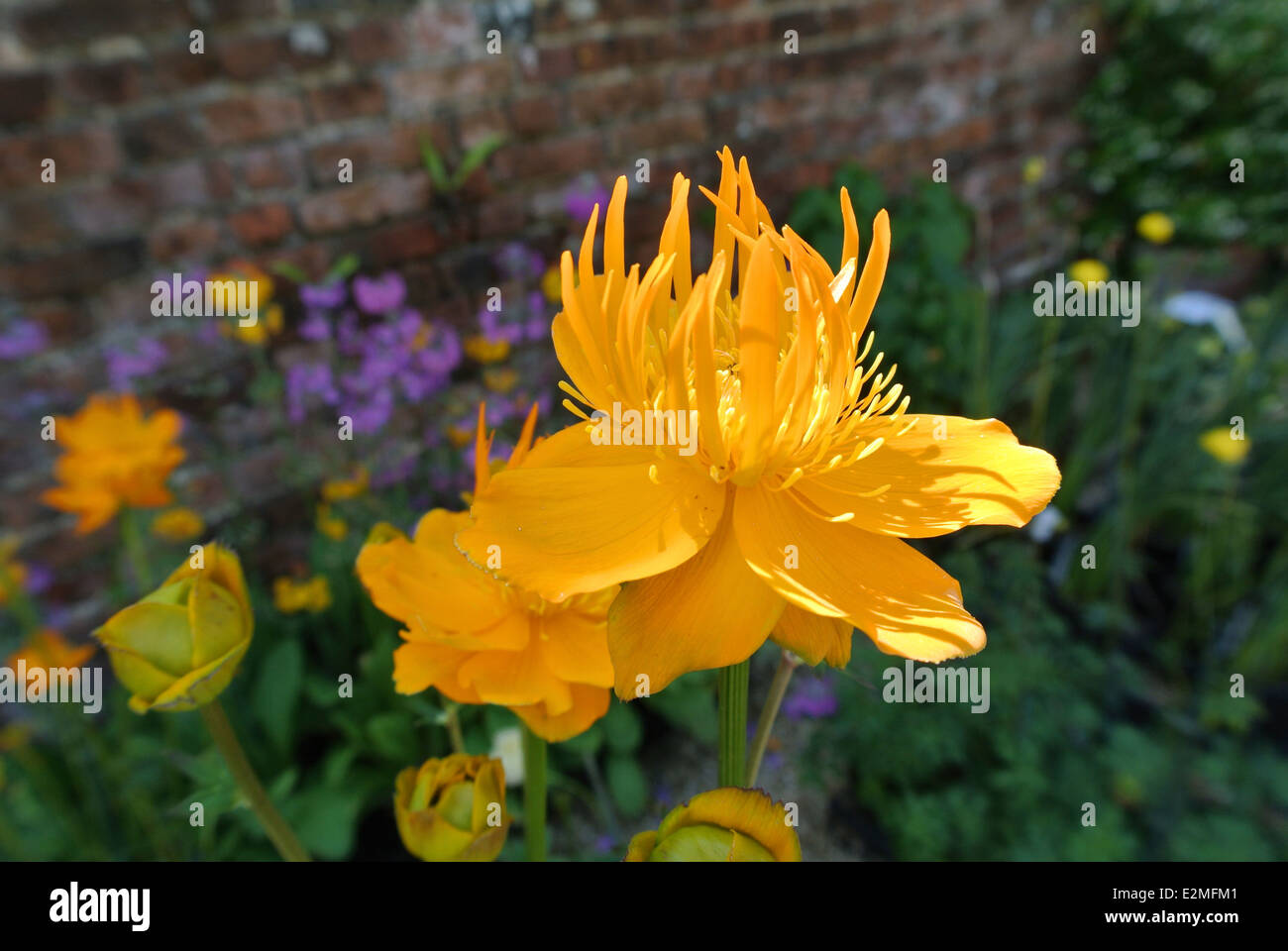 Trollblume Chinensis 'Golden Queen' Stockfoto