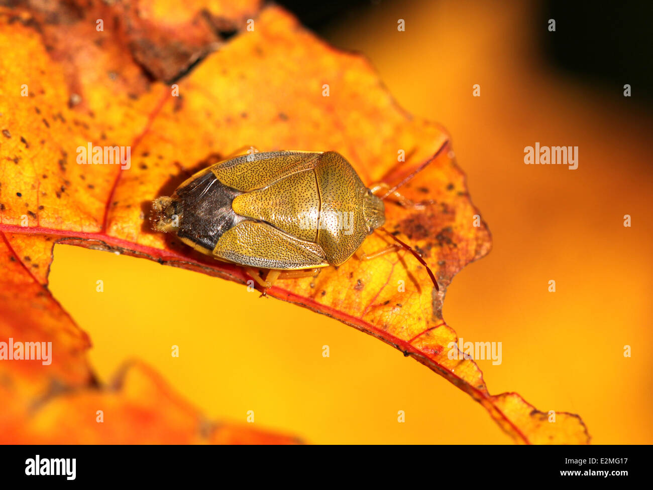 hellen Bug auf gelbe Herbst Blätter Stockfoto