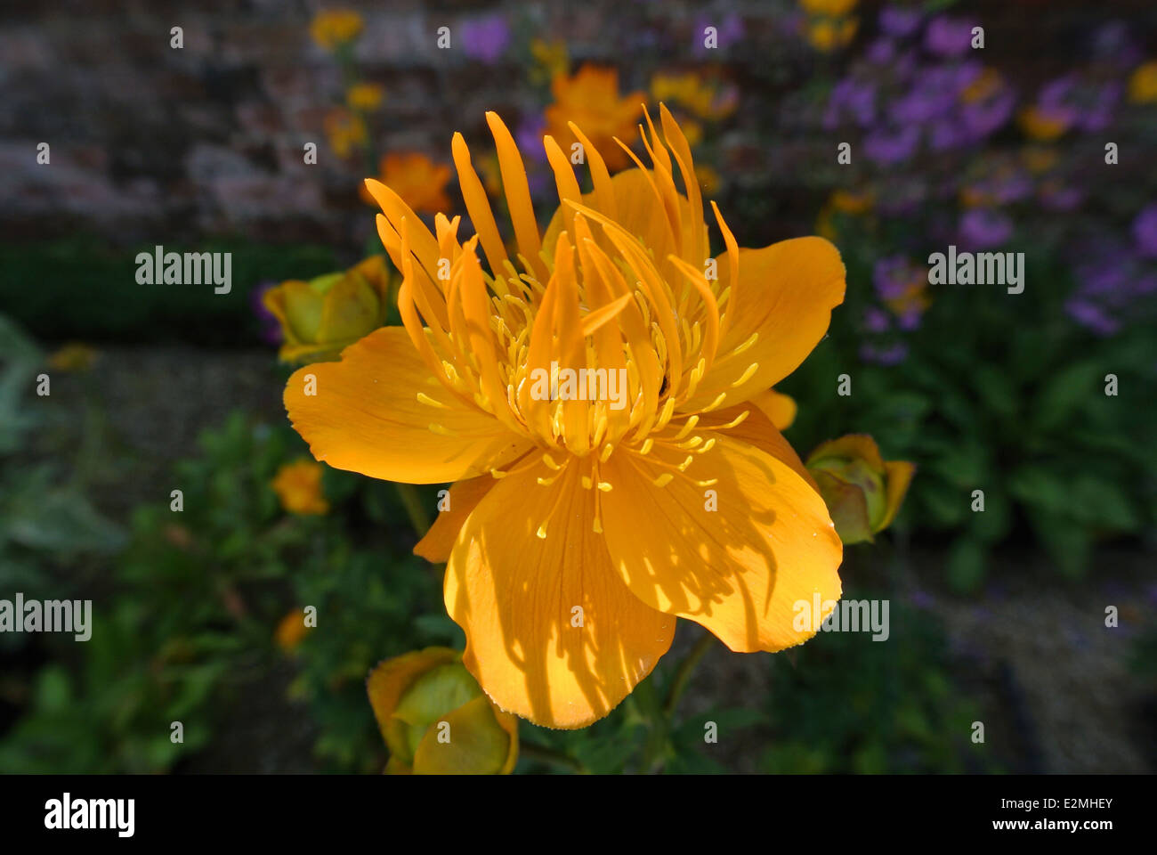 Trollblume Chinensis 'Golden Queen' Stockfoto