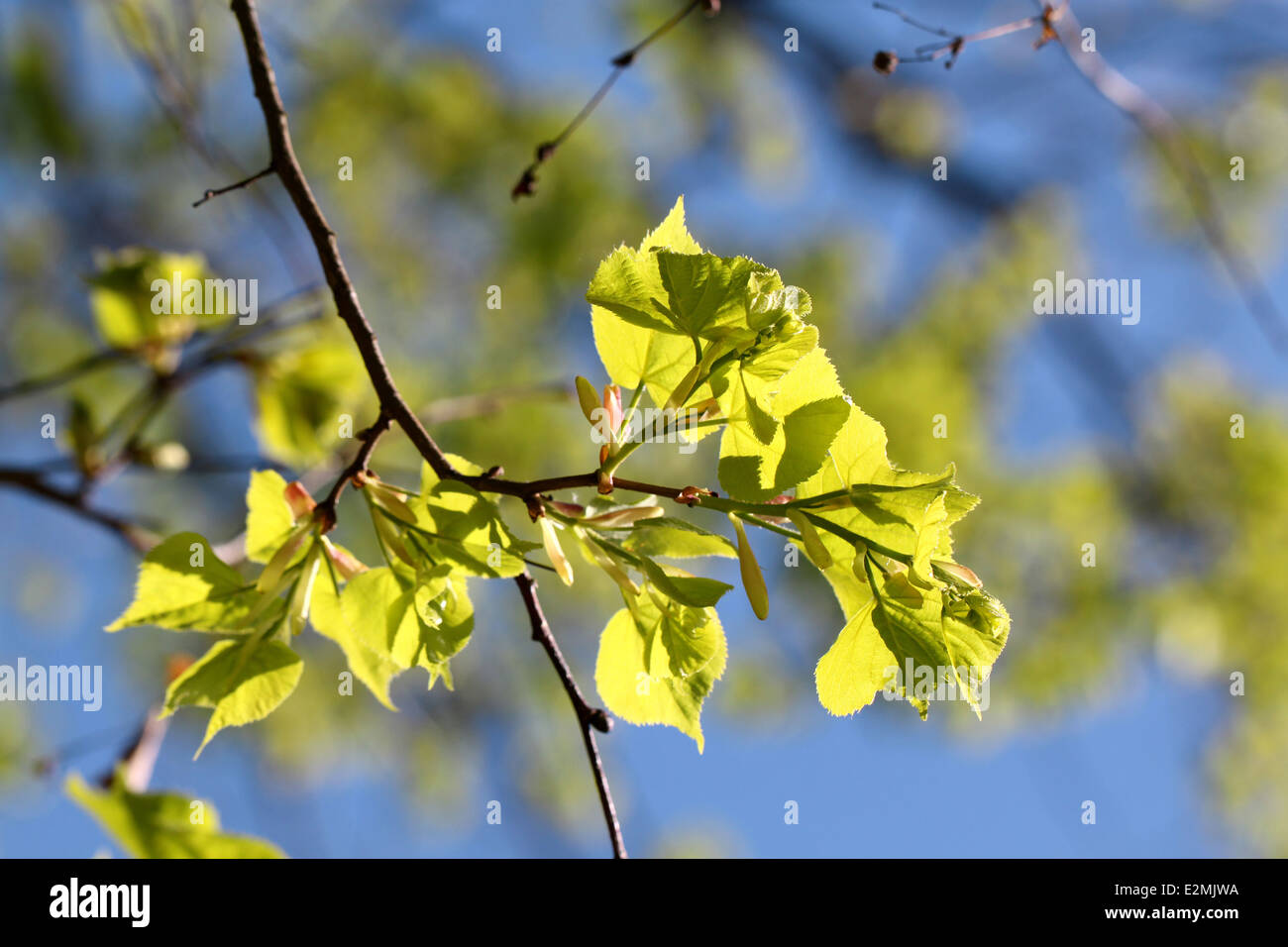 Schönen Frühling Zweig mit hellen Blättern auf einem blauen Himmelshintergrund Stockfoto