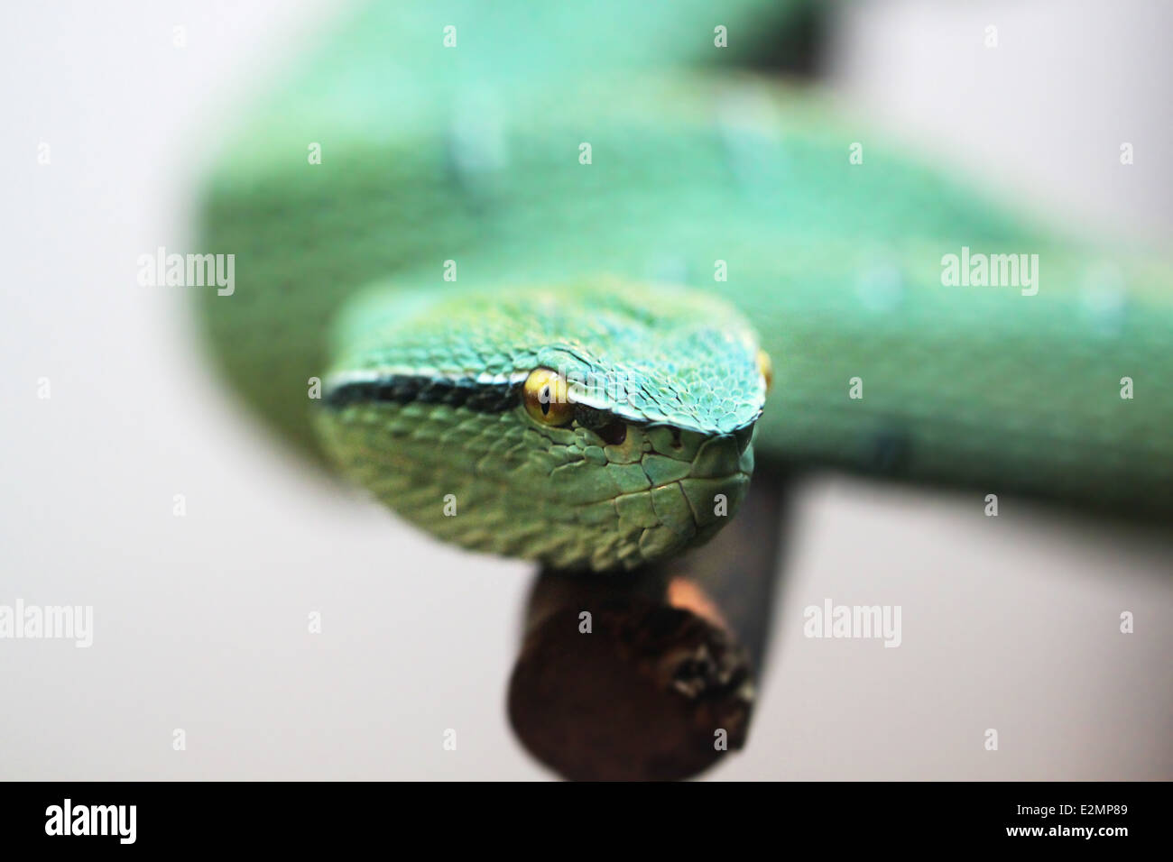 schönes Porträt von einer Giftschlange grüne Beute Stockfoto