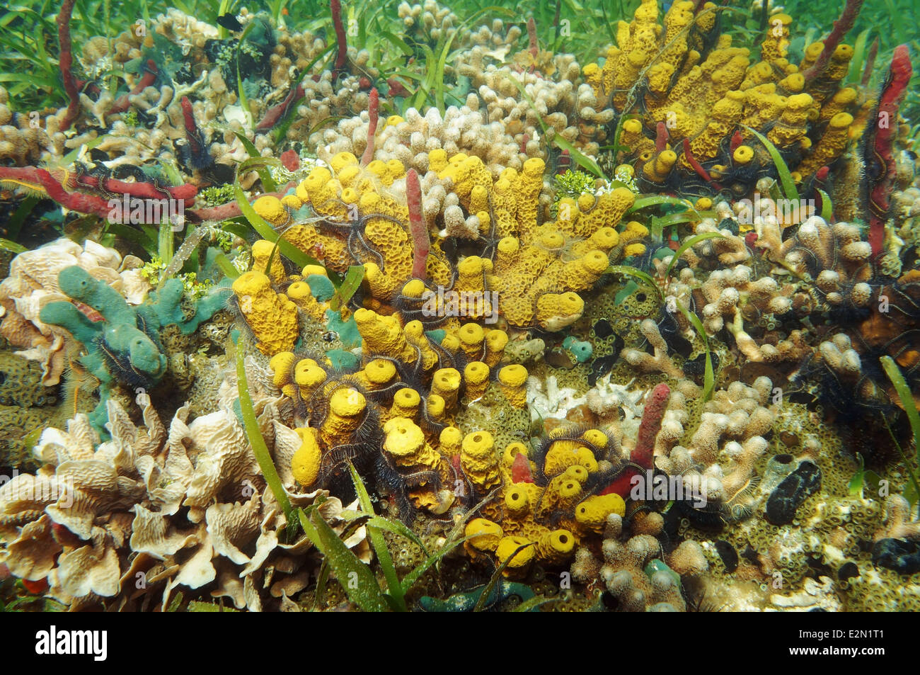 Bunte Unterwasserwelt Unterwasserwelt mit Schwämmen, Korallen und Schlangensterne, Karibik Stockfoto