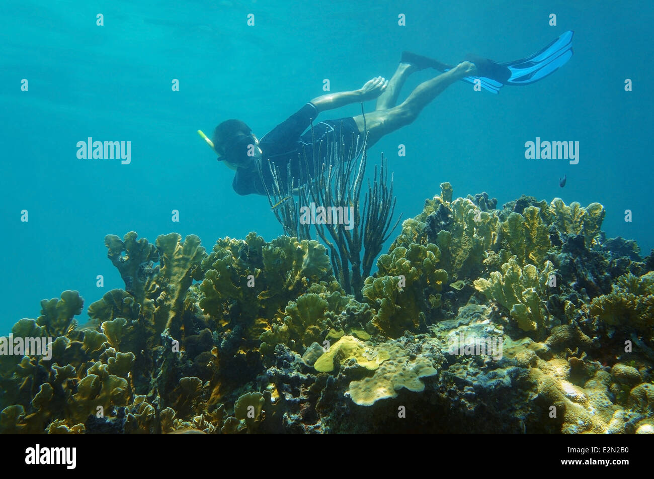 Mann in einem gesunden Korallenriff Unterwasser Schnorcheln Stockfoto