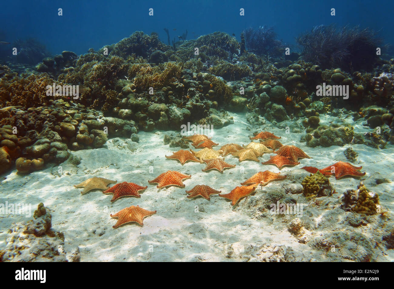 Viele Seesterne, Oreaster Reticulatus, Unterwasser in einem Korallenriff Stockfoto