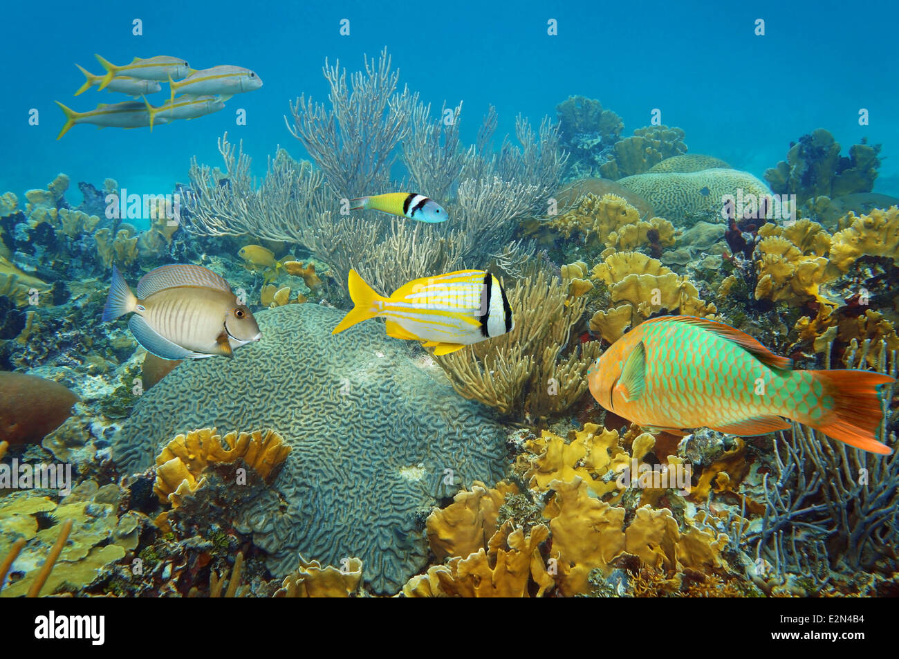 Unterwasserlandschaft in einem gesunden Korallenriff mit bunten tropischen Fischen Stockfoto