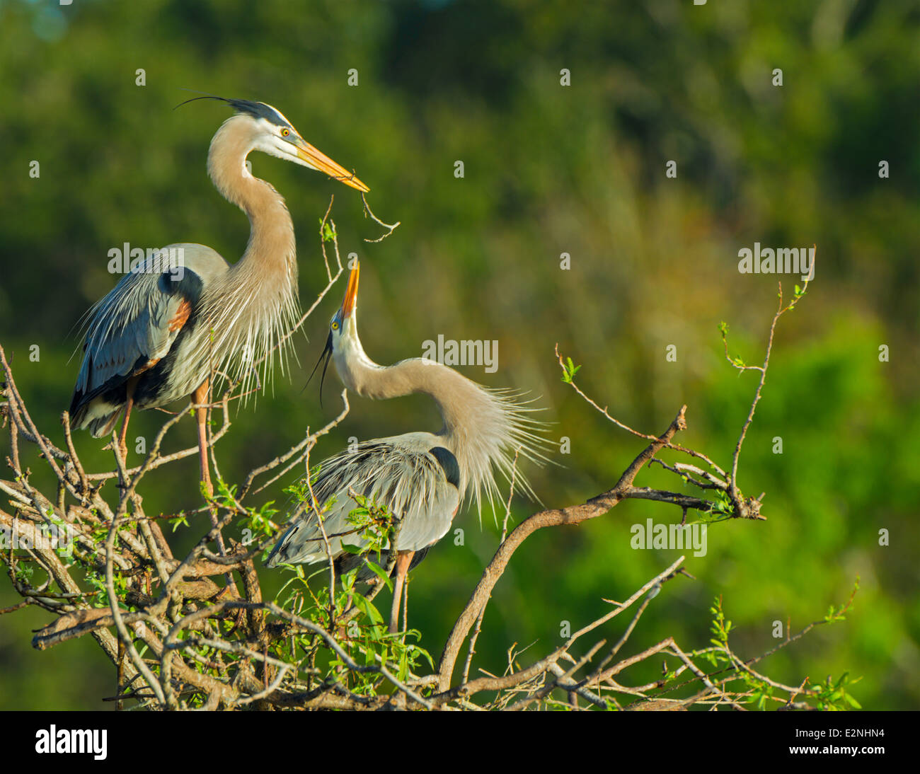 Great Blue Heron bringt seine Gattin Verschachtelung material Stockfoto