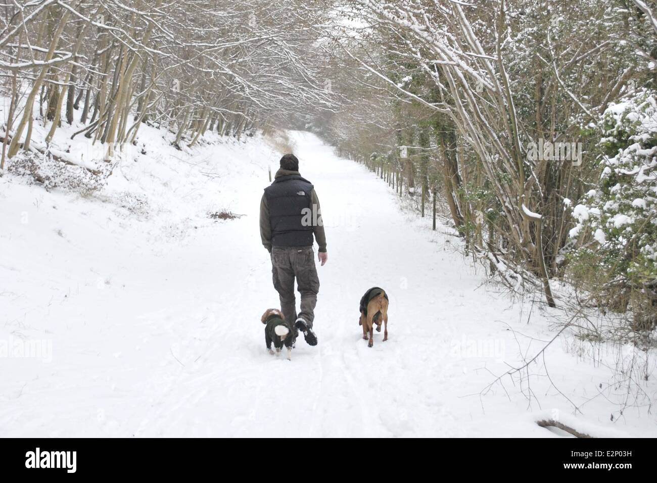 Unter Ausnutzung des Schnees in Wendover Wald wo Dogwalker: Buckinghamshire, England, Vereinigtes Königreich bei: 19. Januar 2013 Cr Stockfoto