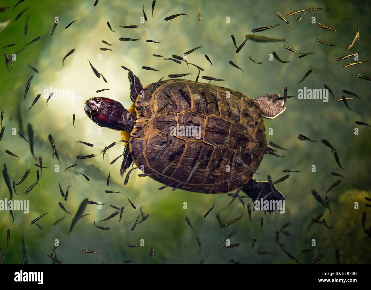 Vega, Texas, USA. 10. September 2013. Eine rot-eared Slider Schildkröte macht sich zu Hause unter Elritzen in San Solomon Federn im Vega State Park in Vega, Texas. San Solomon Springs bietet 26 Millionen Gallonen Wasser pro Tag an die West Texas Landwirte, liefert einen 600 Hektar großen Stausee als Balmorhea See bekannt und wird von Besuchern über die weltweit größte Quelle gespeist Schwimmbad im Vega State Park genossen. © Ashley Landis/ZUMA Wire/ZUMAPRESS.com/Alamy Live-Nachrichten Stockfoto