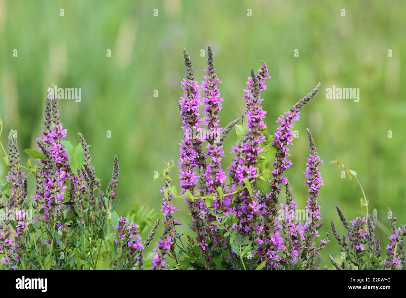 lila Feuchtgebiet wilde Blumen wachsen in der Sommersaison Stockfoto