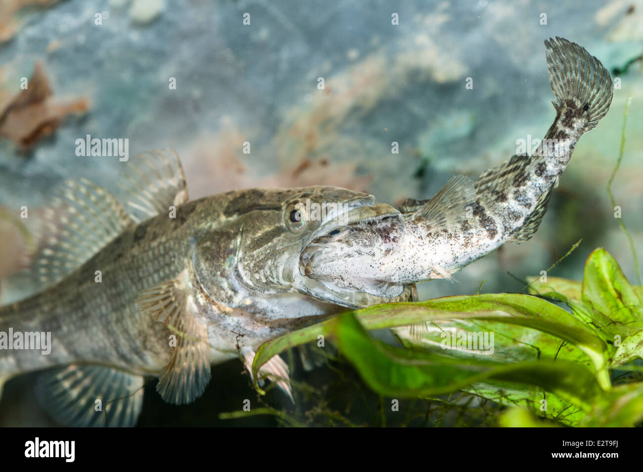 Raubfische chinesischen Sleeper percottus glenii Essen andere Muster der gleichen Spezies Stockfoto