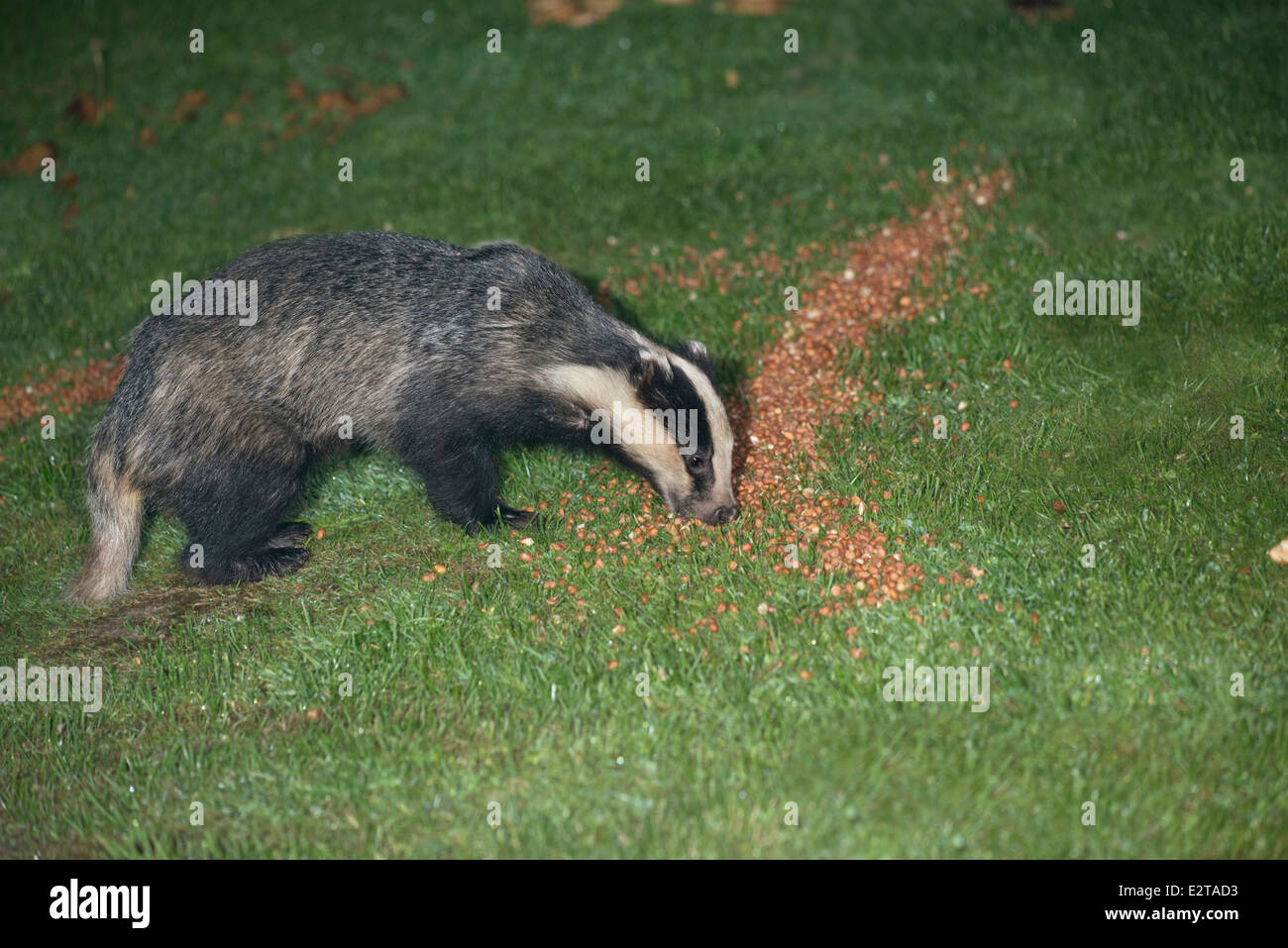 Dachs im garten Fotos und Bildmaterial in hoher Auflösung Alamy