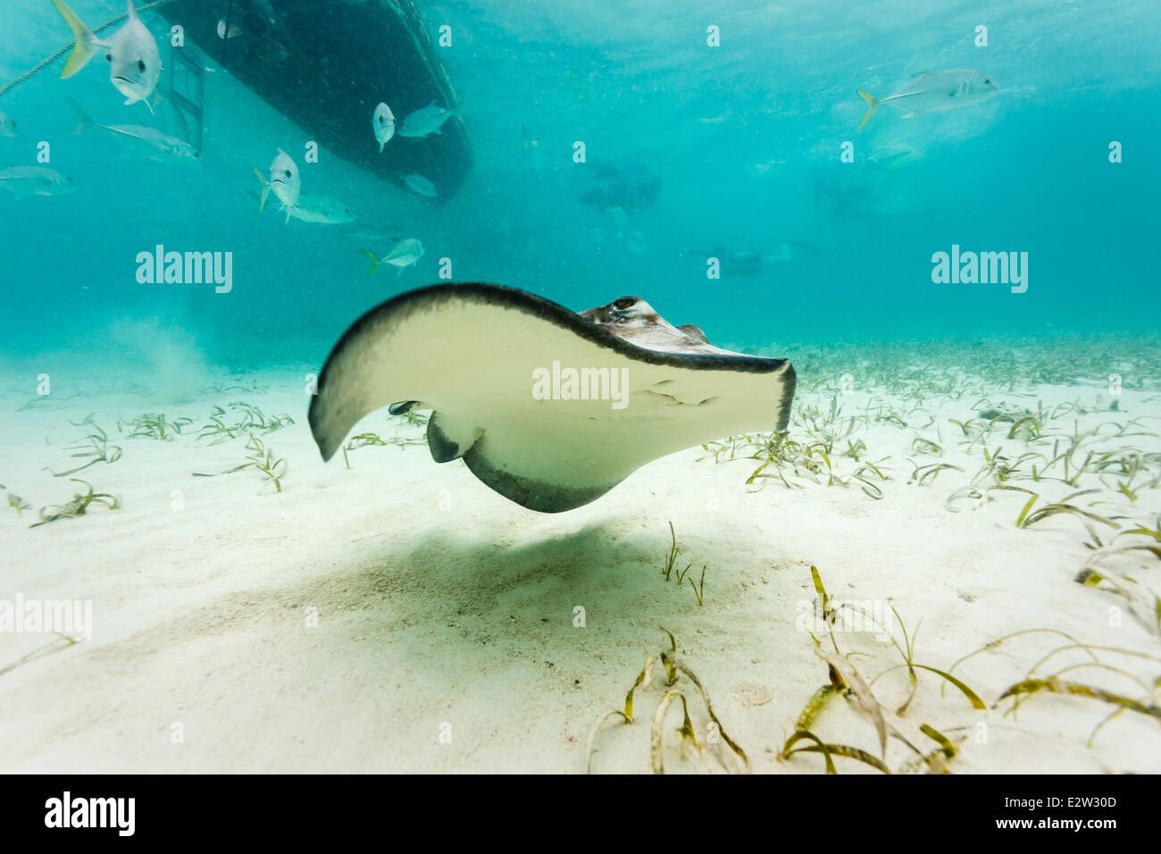 Der Sting Ray Unterbauch entlang Meeresboden Schwimmen unter Wasser Nahaufnahme Stockfoto