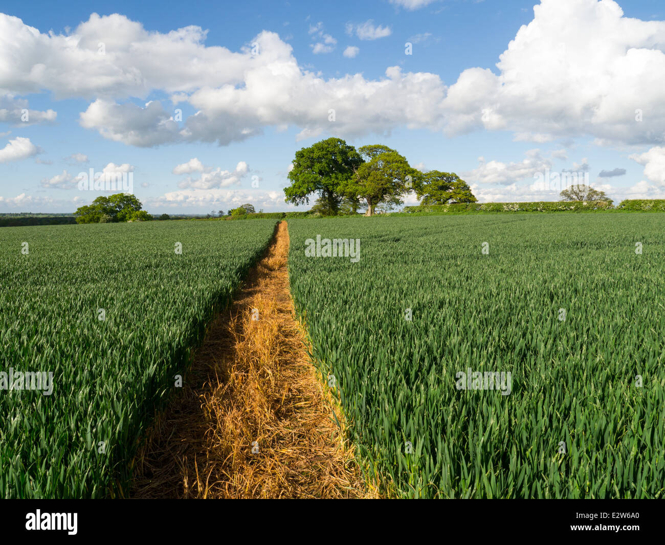 Fußweg durch ein Feld von Weizen in Shropshire, England Stockfoto