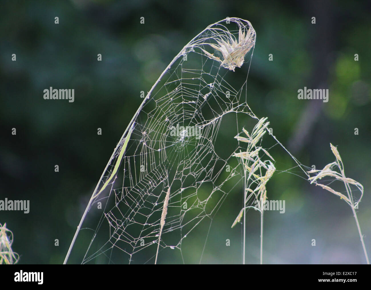 Ein Foto, das eine Wildtierszene im Yukon Delta National Wildlife Refuge aufnimmt und einen Einblick in das boreale Ökosystem in diesem geschützten Gebiet bietet. Stockfoto