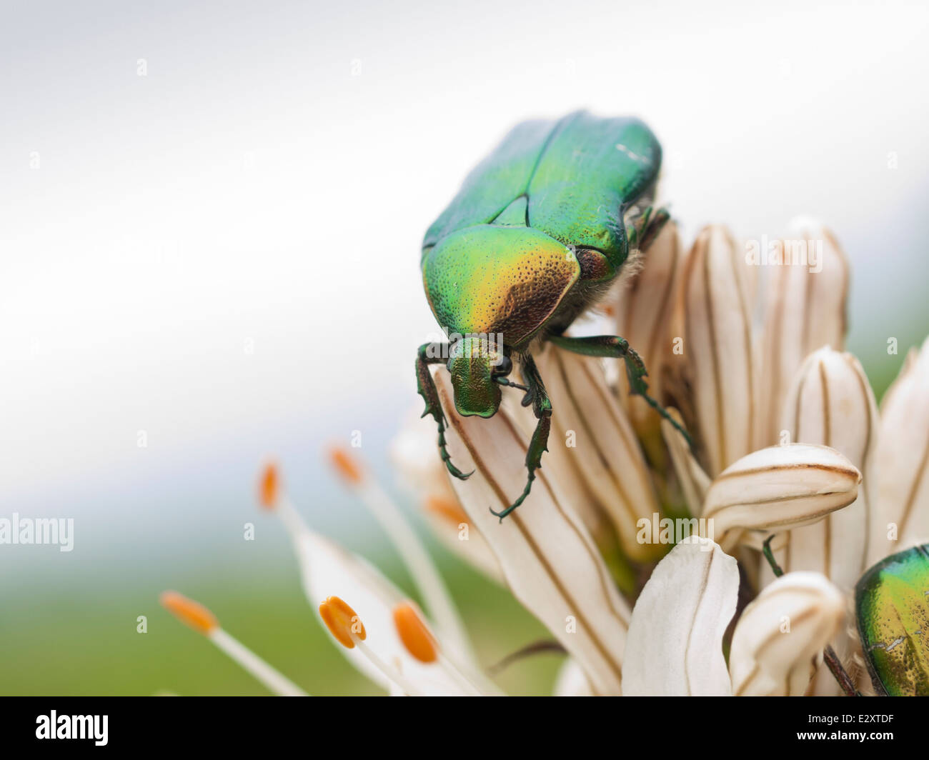 Grüne Wanze, Rose Chafer, Cetonia Aurata auf Lilly Blume Stockfoto